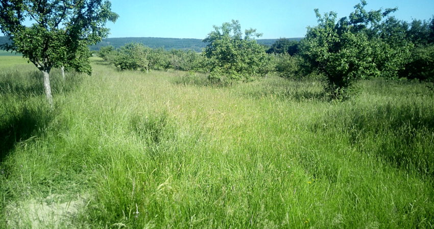 Streuobstwiese Eschbach