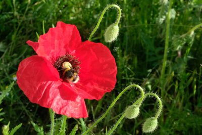 Hummel im Mohn