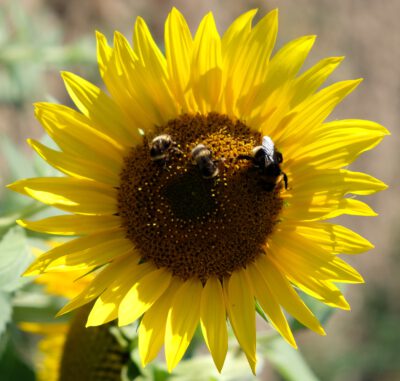 Sonnenblume mit drei Hummeln