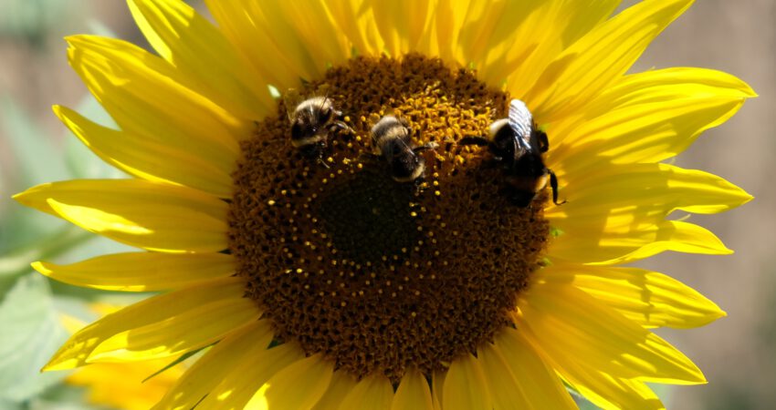 Sonnenblume mit drei Hummeln